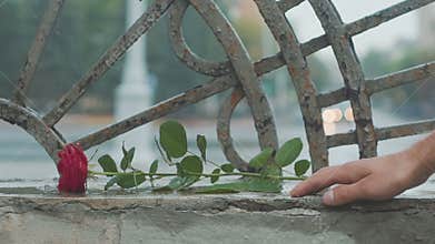Red rose falling in dirty puddle. Valentine`s day. The concept of a quarrel and a divorce