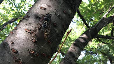 Japanese cicada