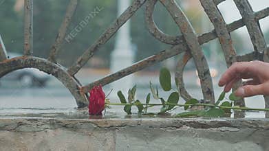 Red rose falling in dirty puddle. Valentine`s day. The concept of a quarrel and a divorce