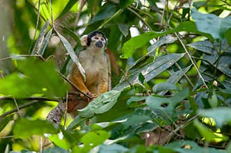 Black-capped squirrel monkey