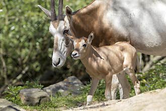 Scimitar horned oryx
