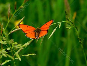 Butterfly Large copper Lycaena dispar