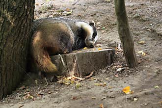 Eurasian badger