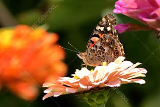 Painted Lady