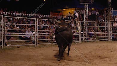 A black bull with crowd shot
