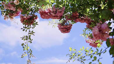 Flowering bushes in the rosarium on the sky background, Botanical garden