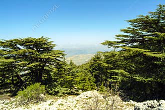 Cedars of Lebanon on the summit ridge of the Shouf Biosphere Reserve mountains, Lebanon