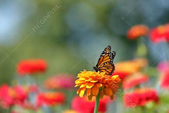 Monarch Butterfly in the Garden