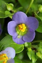 Tender flower Exacum affine in blossom