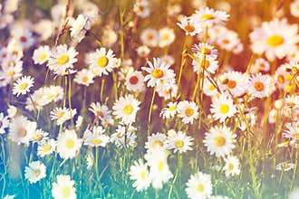 Spring meadow sun - camomile. Photo for backgrounds, desktop, cover