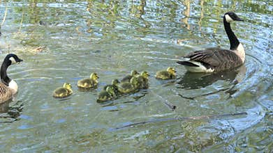 Canada Goose family swimming on a pond.