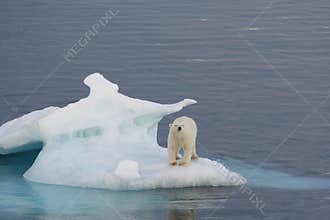 Polar Bear