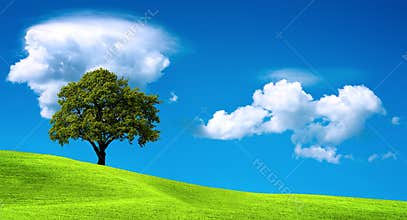 Tree on green field
