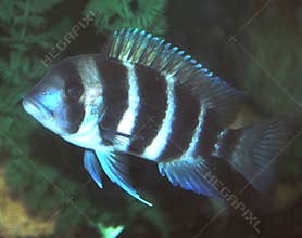 Frontosa Burundi Cichlid