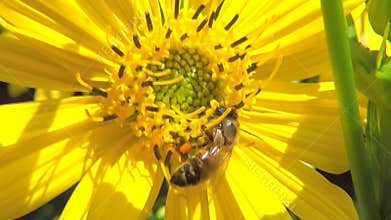 Bee on yellow flower of compass plant