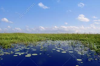 Blue sky in Florida Everglades wetlands green plan