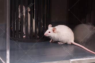 Lab rats and medical devices