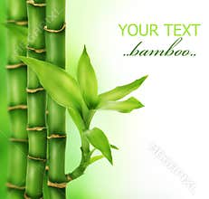 Zen Bamboo