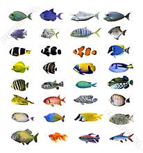 Tropical fish