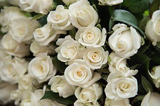 close-up of a huge bouquet of white roses