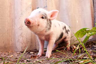 Close-up of a cute muddy piglet