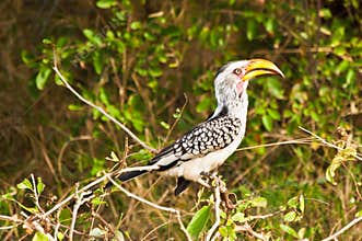 Exotic bird