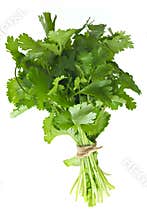 Coriander Bunch