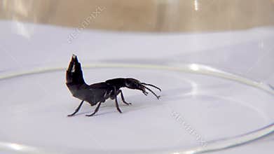 Devil's coach horse beetle, Ocypus olens, in Ireland