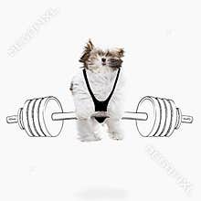 Artwork. Portrait of cute breed dog push drawn barbell isolated on white studio background with drawings.