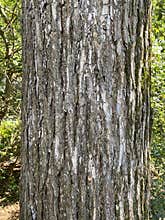 Tree Identification. Bark. September Elm. Ulmus Serotina