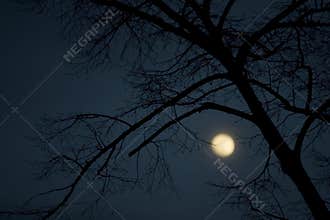 Full moon