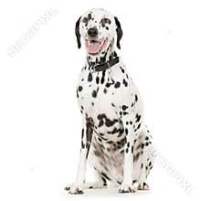 Dalmatian