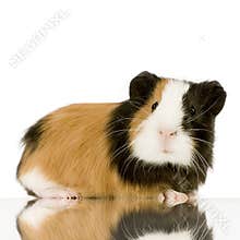 Guinea pig