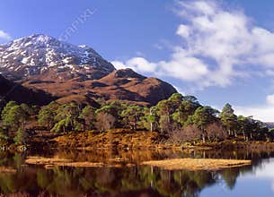 Scots pines(Pinus sylvestris) loch Clair,Scotland