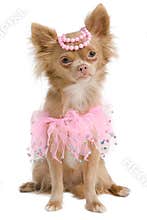 Elegant chihuahua bride with pink dress