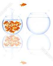 Goldfish jump