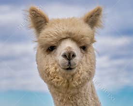 Alpacas in a field on a farm in Oregon