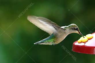 Humming Bird