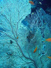 Fan coral in the Red Sea