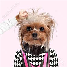 Modern design, contemporary art collage. Inspiration, idea, trendy urban magazine style. Young woman headed of dog's