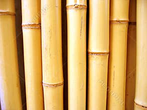 Bamboo sticks