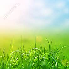 Spring grass in sun light and defocused sky