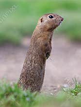 European ground squirrel eat on green meadow, Spermophilus citellus