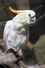 Lesser sulphur-crested cockatoo