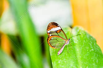 Glass or mirrored butterfly, transparent Greta Oto, lepidopteron