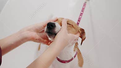 Dog grooming salon. Woman groomer bathes the purebred dog Jack Russell Terrier in bathtub. Pet care