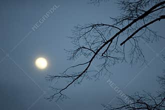 Night