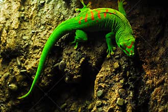 Beautiful Giant Day Gecko