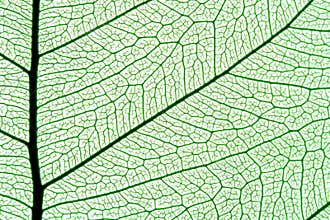 Leaf texture