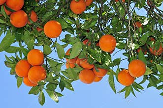 Orange tree